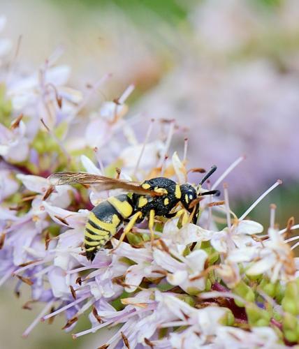 Réf. 260 855 : Euodynerus sp.